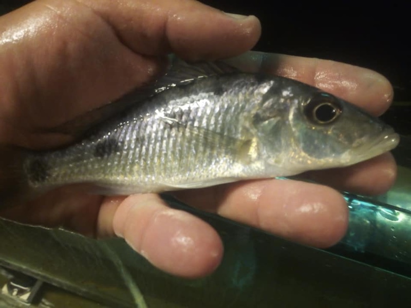Stigmatochromis woodi 'Chimwalani Reef'